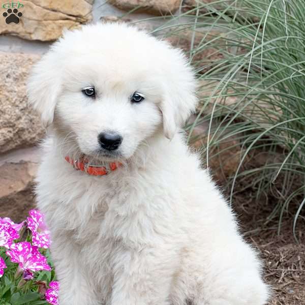 LEGO, Maremma Sheepdog Puppy